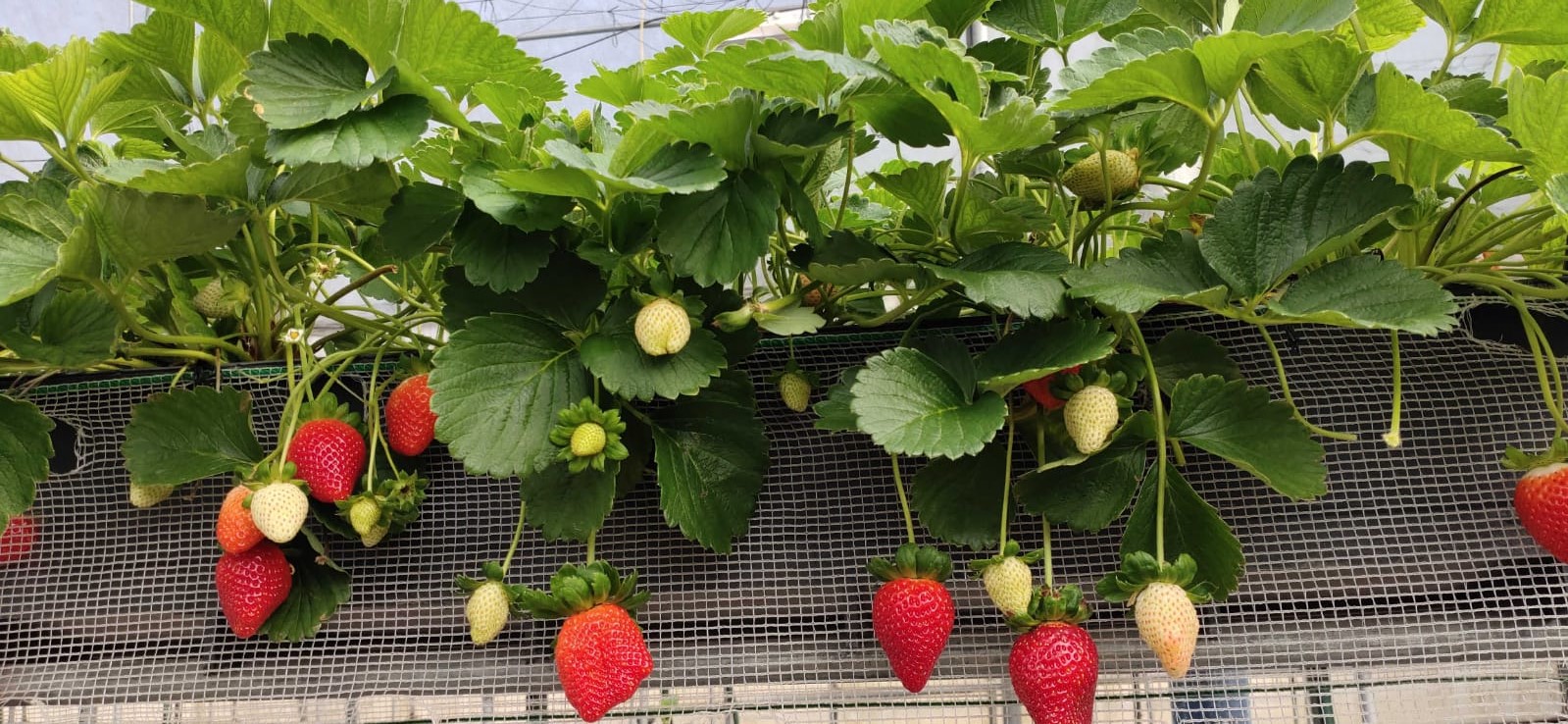 Strawberry Production Hydroponics